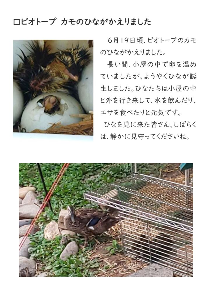 【0624】かものひなのサムネイル