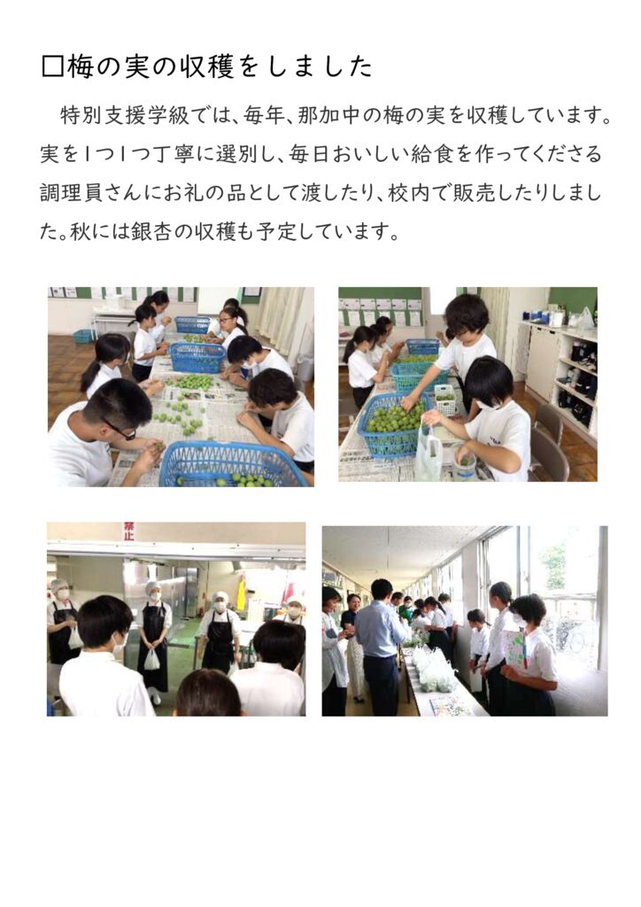 【0611】梅の実の収穫のサムネイル